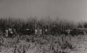 Georg Fritz, No. 228 People At The Sugar Cane Field 